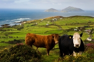 Gallia photo 4
